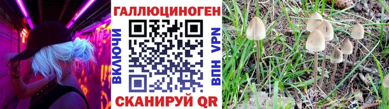 Купить где  Мценск  Галлюциногенные грибы Psilocybe 
